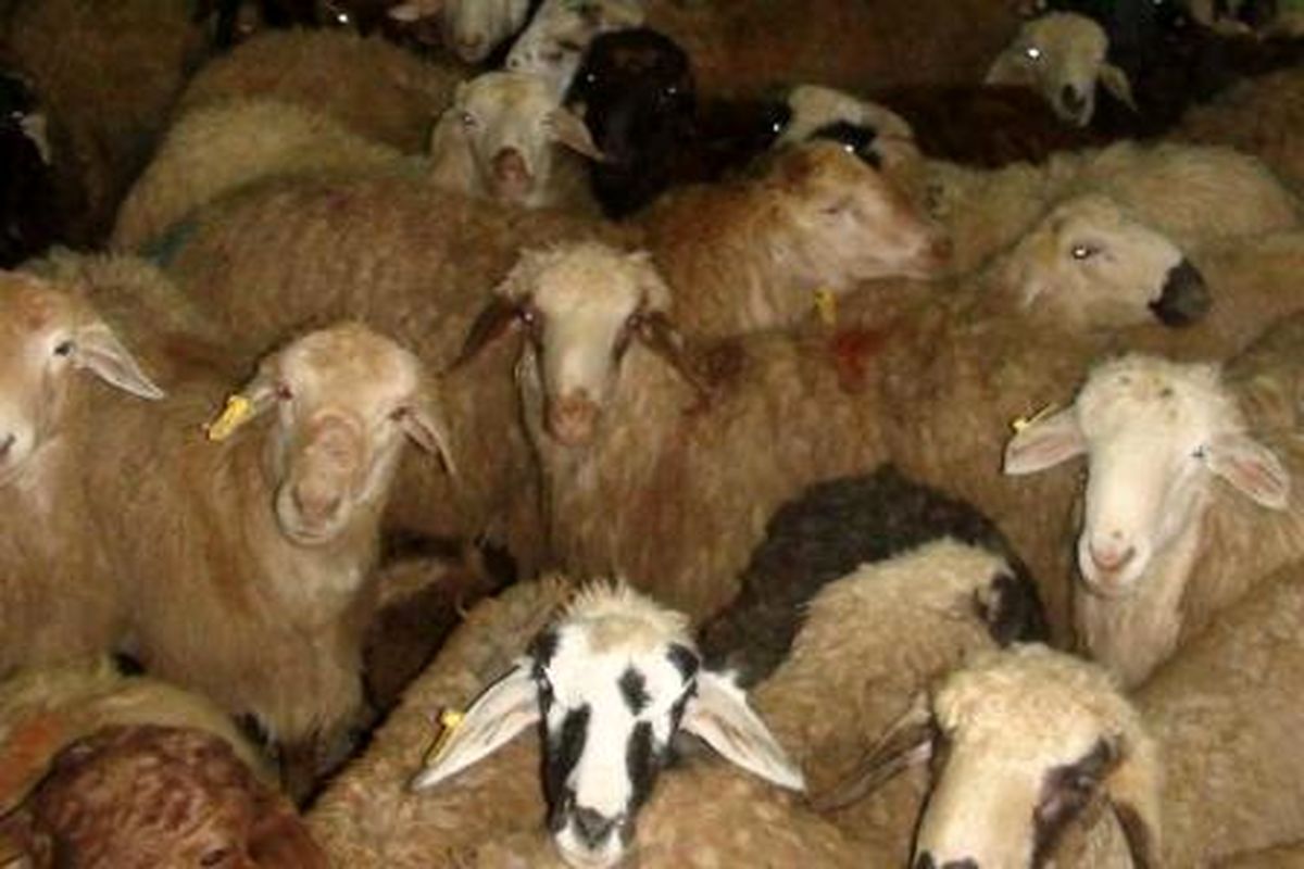 دستگیری سارقان احشام و کشف ۱۷۰ راس گوسفند در ملارد