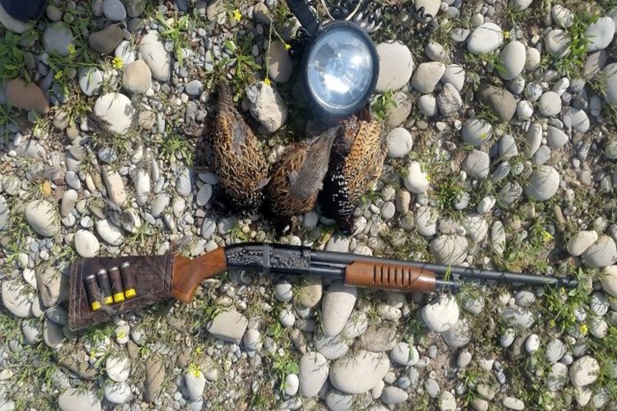 دستگیری دو متخلف شکار غیر مجاز دراج در دزفول
