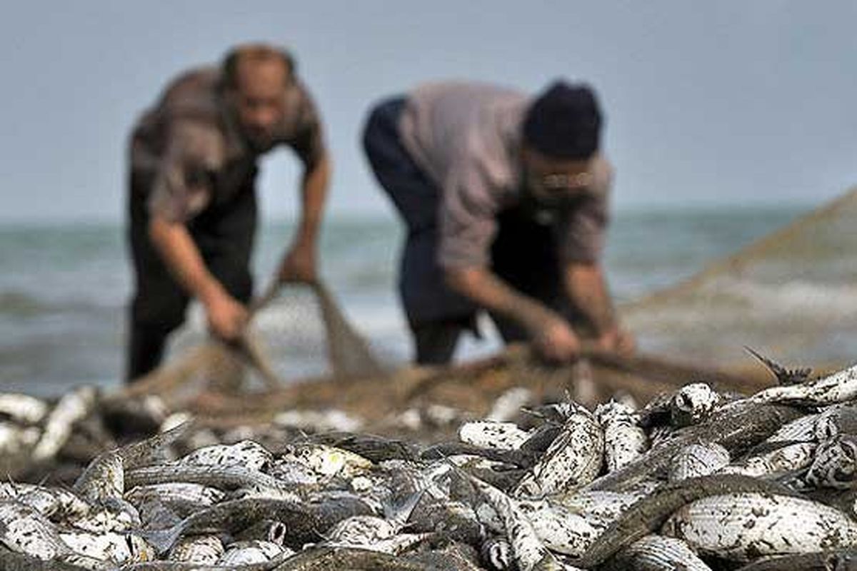 ممنوعیت صید ماهی در رودخانه های استان مازندران