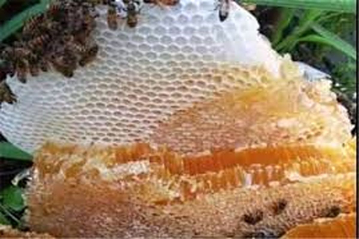 تولید۹ درصد عسل کشور در اردبیل