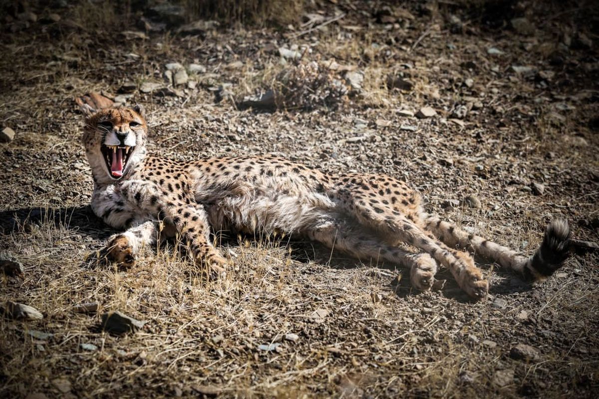 مشاهده یوزپلنگ ایرانی در پناهگاه حیات وحش دره انجیر