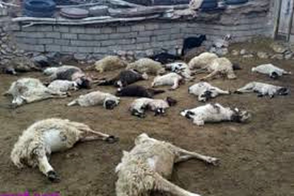 تلف شدن ۴۰ دام در حمله یک گرگ به روستایی در بردسیر