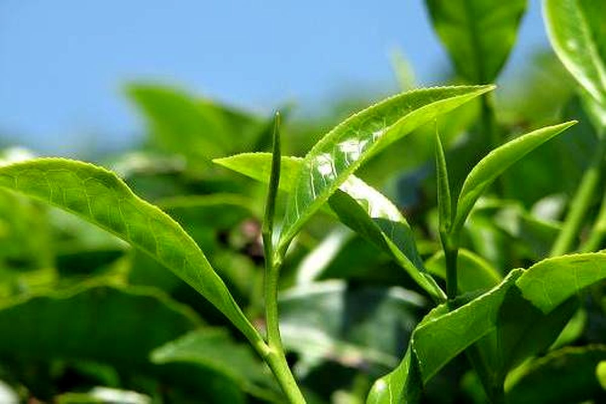 قیمت خرید تضمینی برگ سبز چای نسبت به سال پیش افزایش داشته است