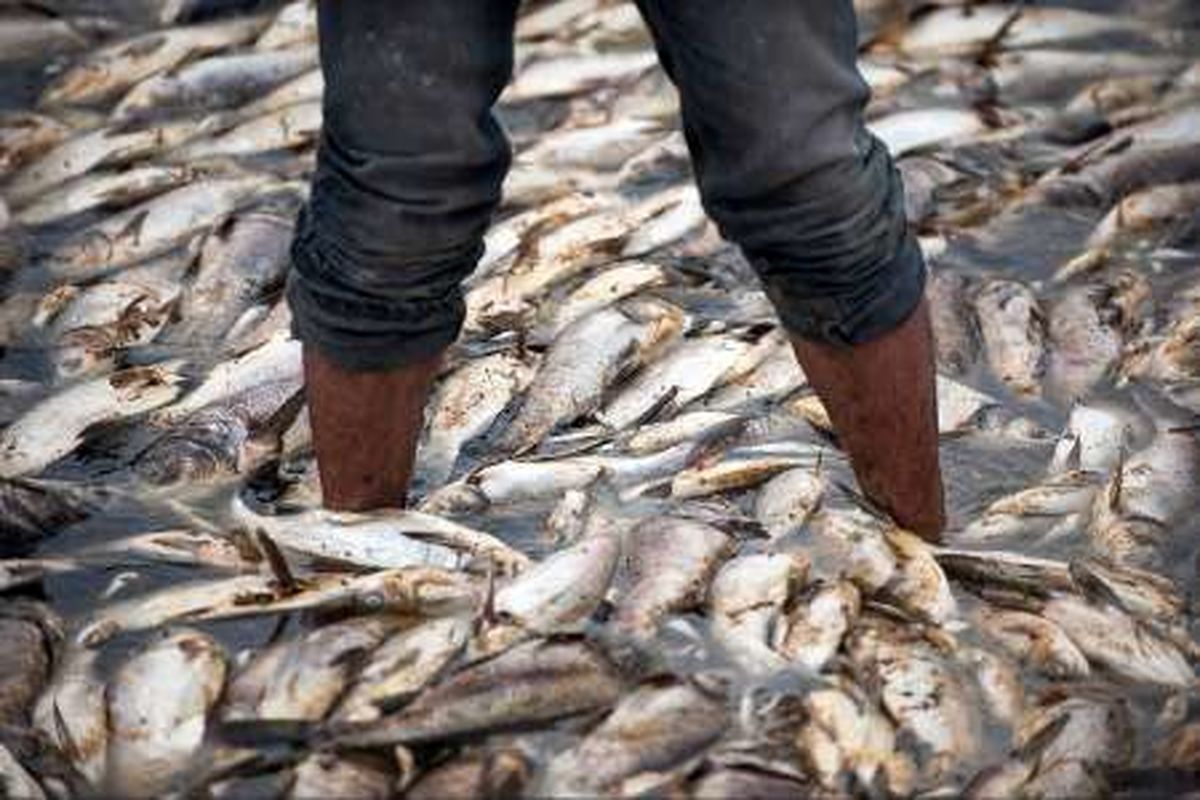 سیل۳۰ تن ماهی قزل آلا را در مشگین شهر تلف کرد