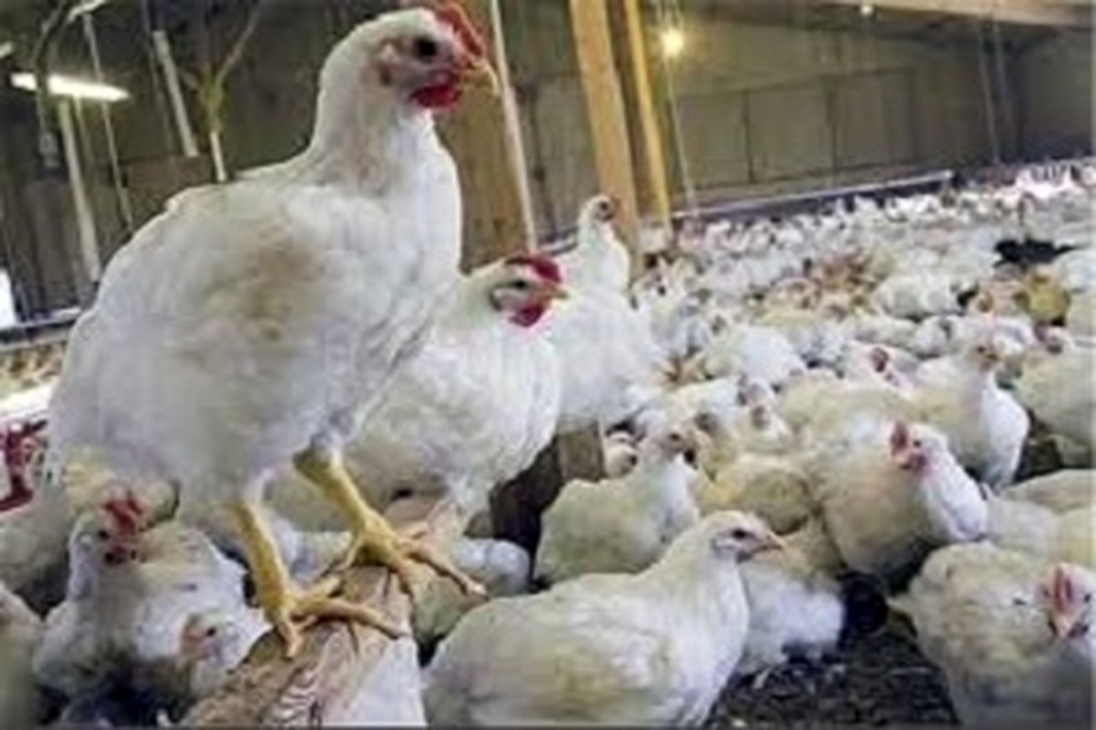 کشف ۳ هزار قطعه مرغ زنده فاقد مجوز قانونی در کنارک