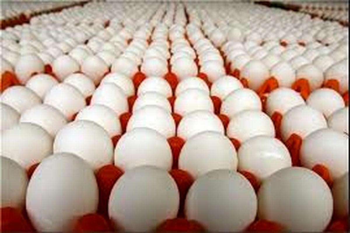 هرعدد تخم مرغ فقط ۴۲۰تومان/ برخورد با گرانفروشان