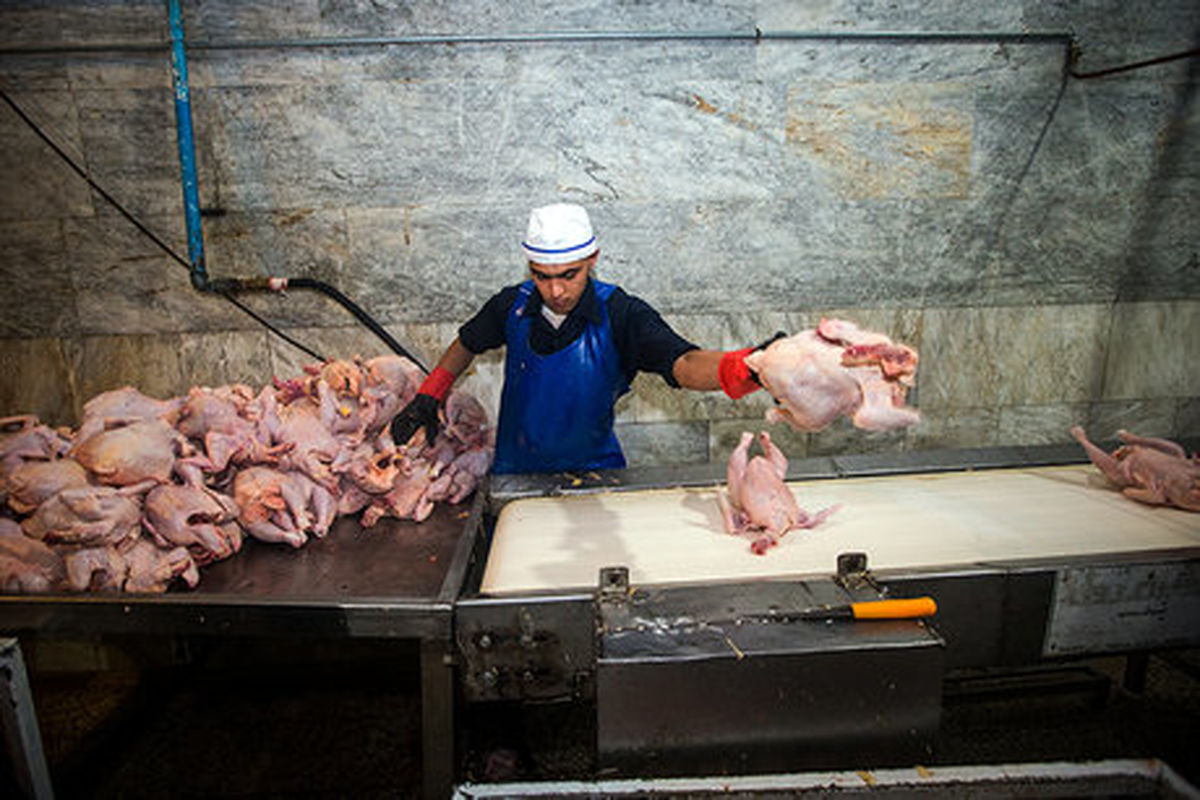 افزایش ۴۶ هزار تنی تولید گوشت مرغ در سیستان و بلوچستان