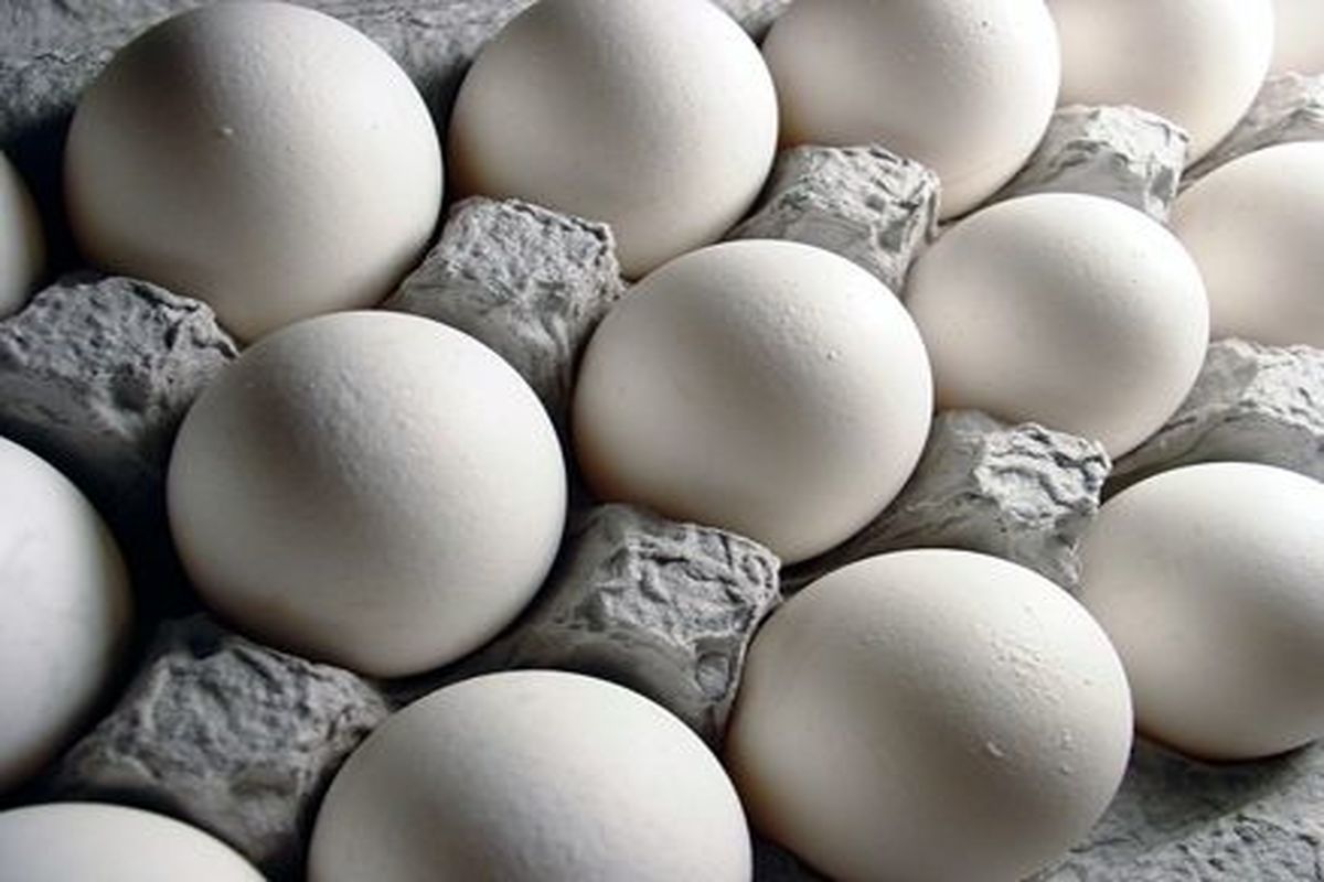 تولید ۷۰ هزار تن تخم مرغ در قم