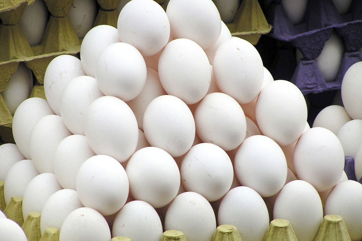 آغاز پخش تخم مرغ وارداتی/ گران‌تر از شانه‌ای ۱۲۶۰۰ تومان نخرید