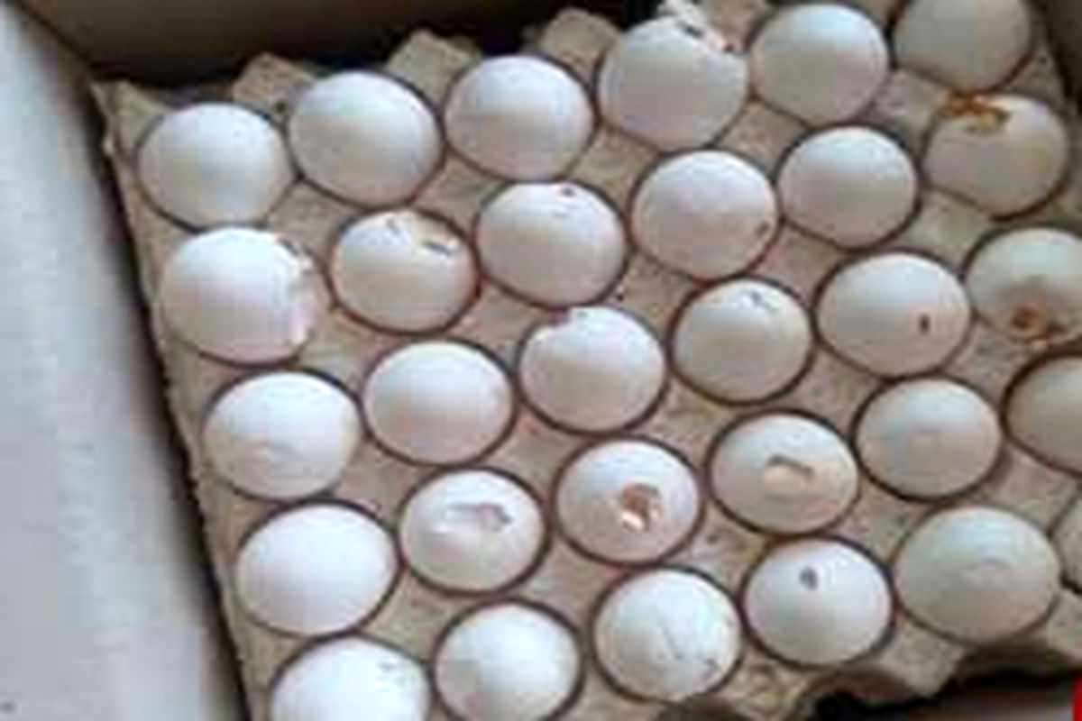 کشف یک محموله تخم مرغ فاسد در آستارا
