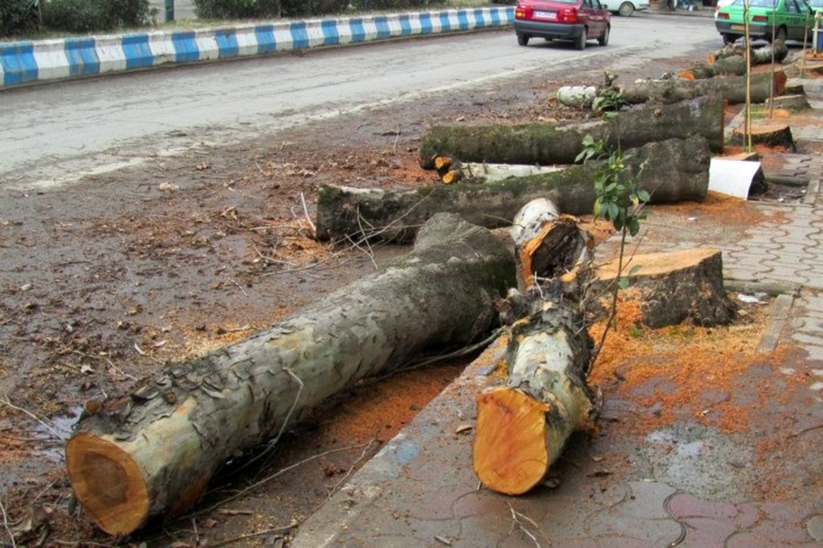 محکومیت ۱۳۷ میلیون تومانی قطع کنندگان درخت در دره شهر
