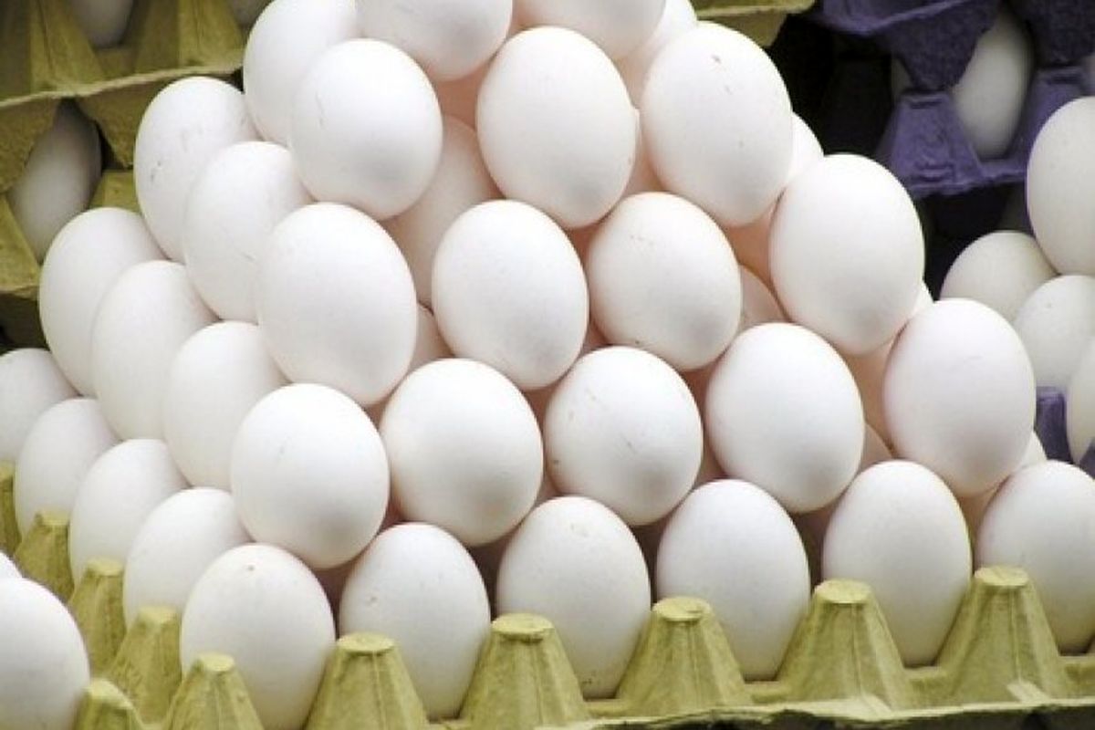 تخم مرغ گران نشده، خرده فروشان گران می‌فروشند/ فروش بالاتر از ۱۲ هزار و ۵۰۰ تومان تخلف است