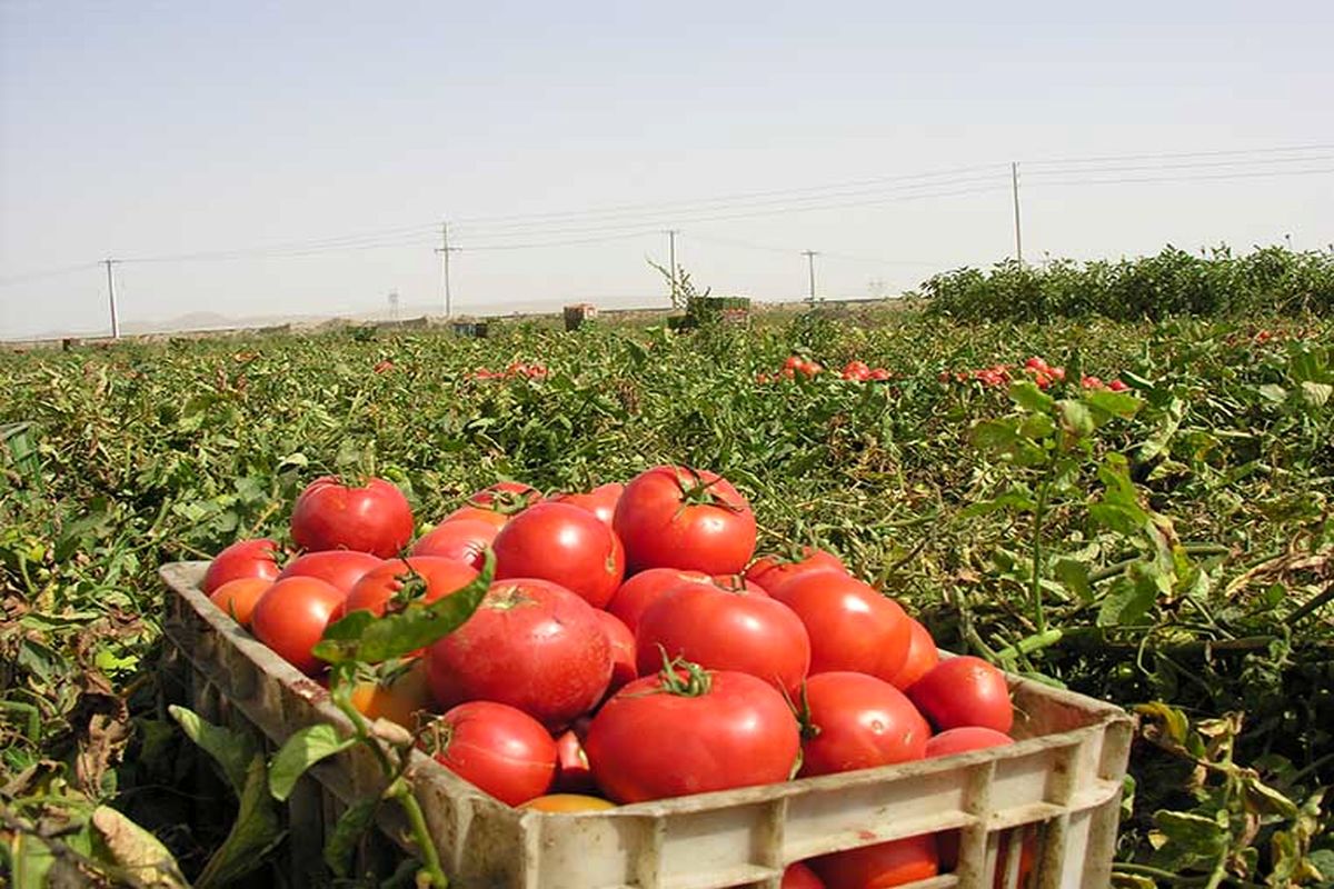 کشاورزان هرمزگانی عملیات برداشت گوجه فرنگی را آغاز کردند