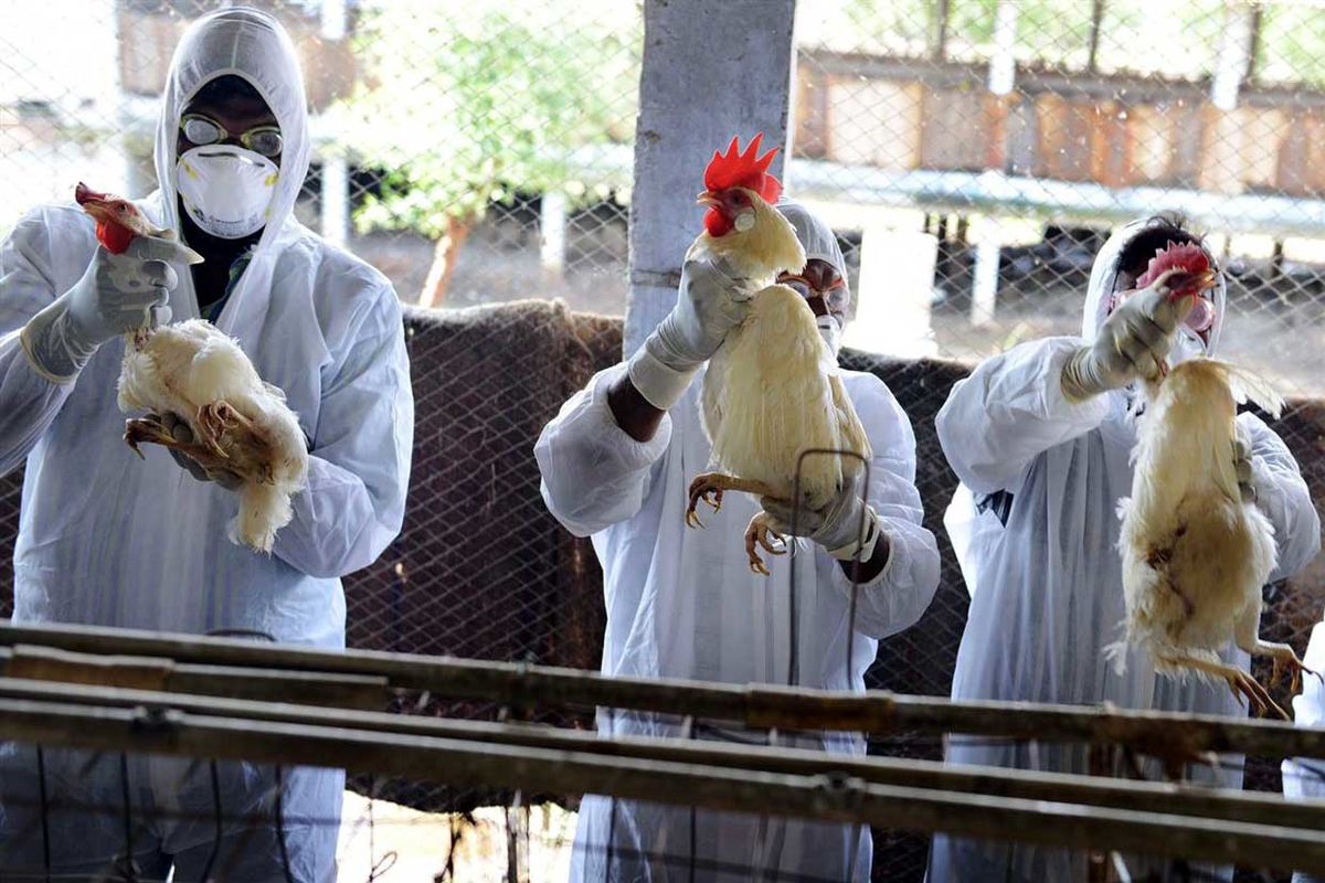 ماجرای مرگ به علت آنفلوانزای پرندگان واقعیت دارد؟