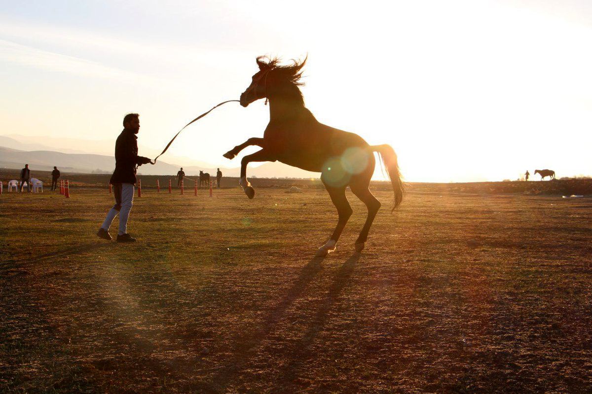 درخشش سوارکاران لرستانی در مسابقات استقامت استان یزد