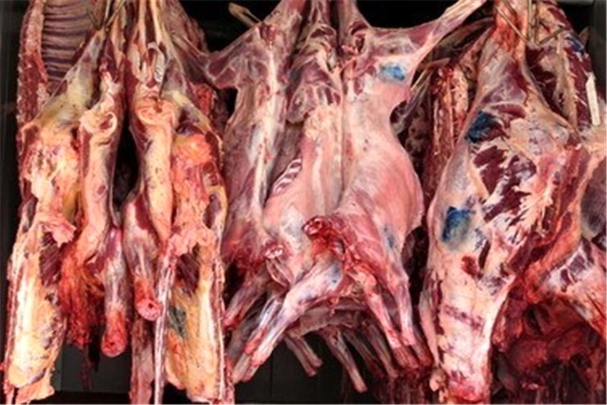 عامل توزیع گوشت خر دستگیر شد