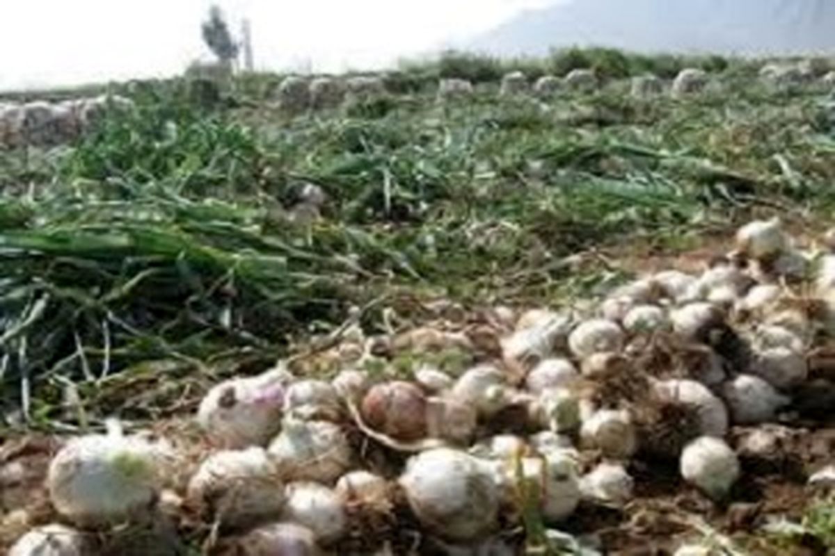 برداشت ۱۳۵ هزار تن پیاز از مزارع سیستان و بلوچستان