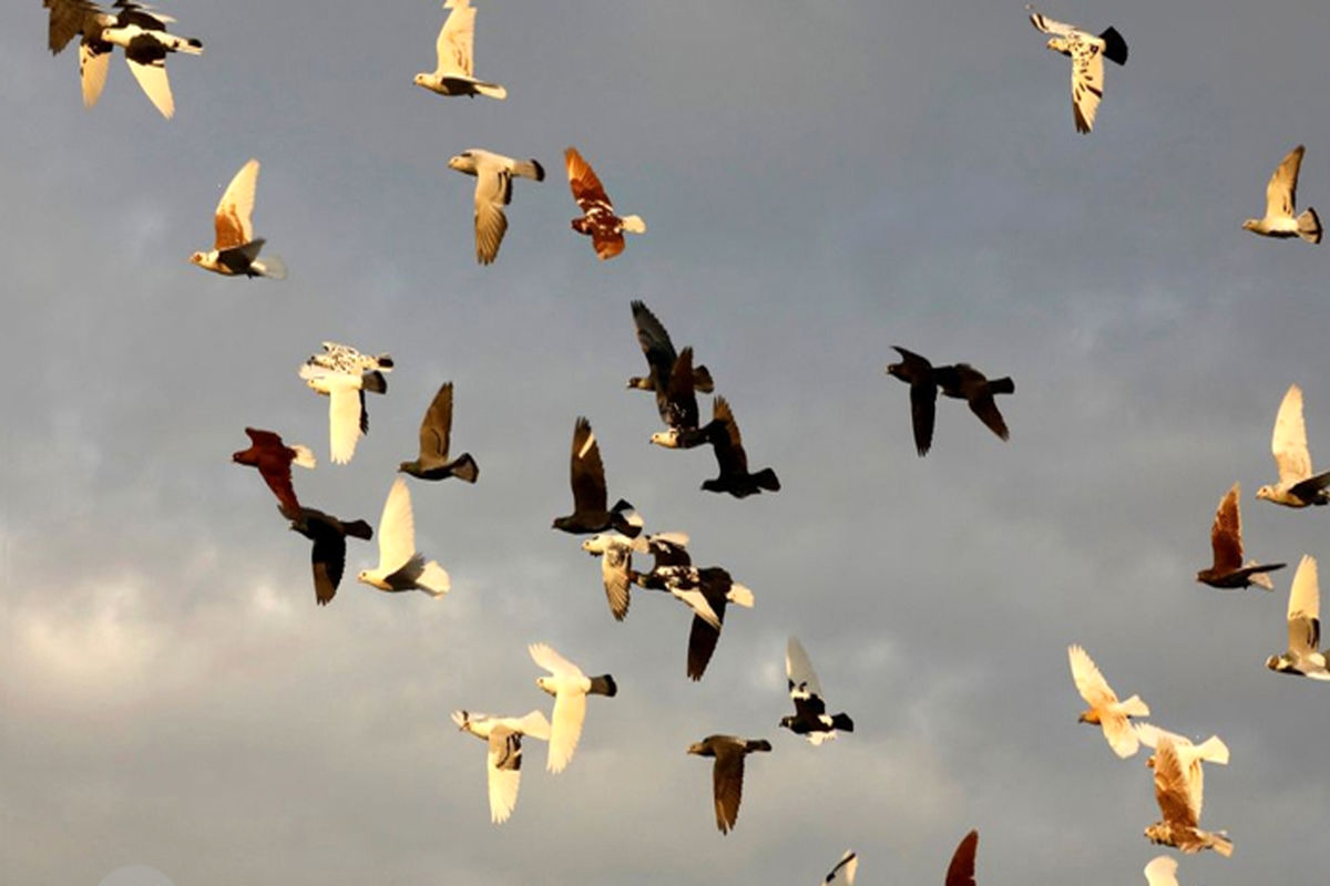 تلف ۵۰۰۰ کبوتر وحشی در اسلام‌آباد غرب