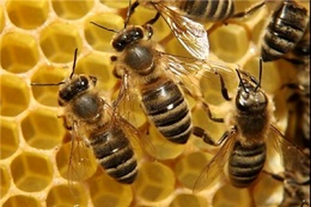 زنبورداران، تحت پوشش صندوق بیمه اجتماعی کشاورزان، روستاییان و عشایر قرار می‌گیرند
