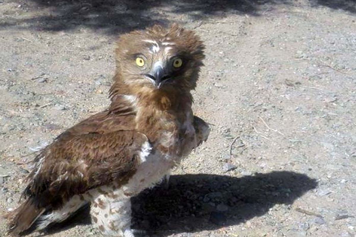 رها سازی یک پهله عقاب تیمار شده در ایرانشهر