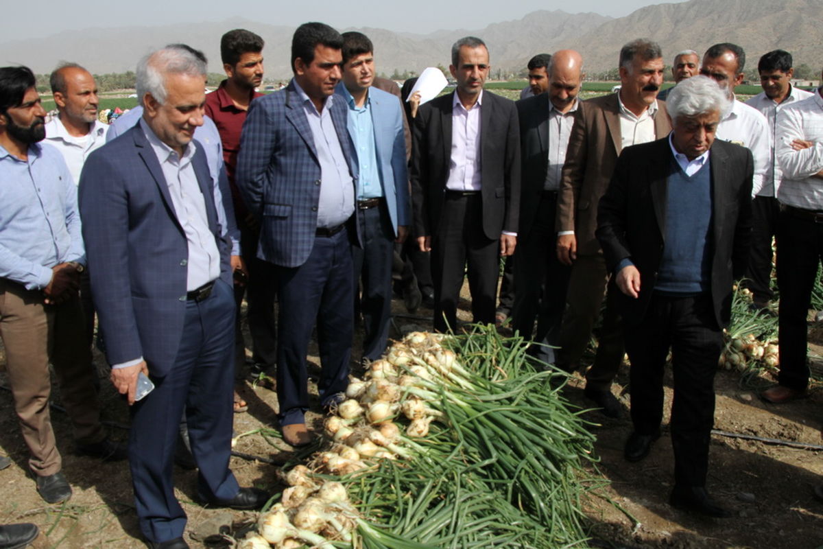 تولید پیازطرح استمرار