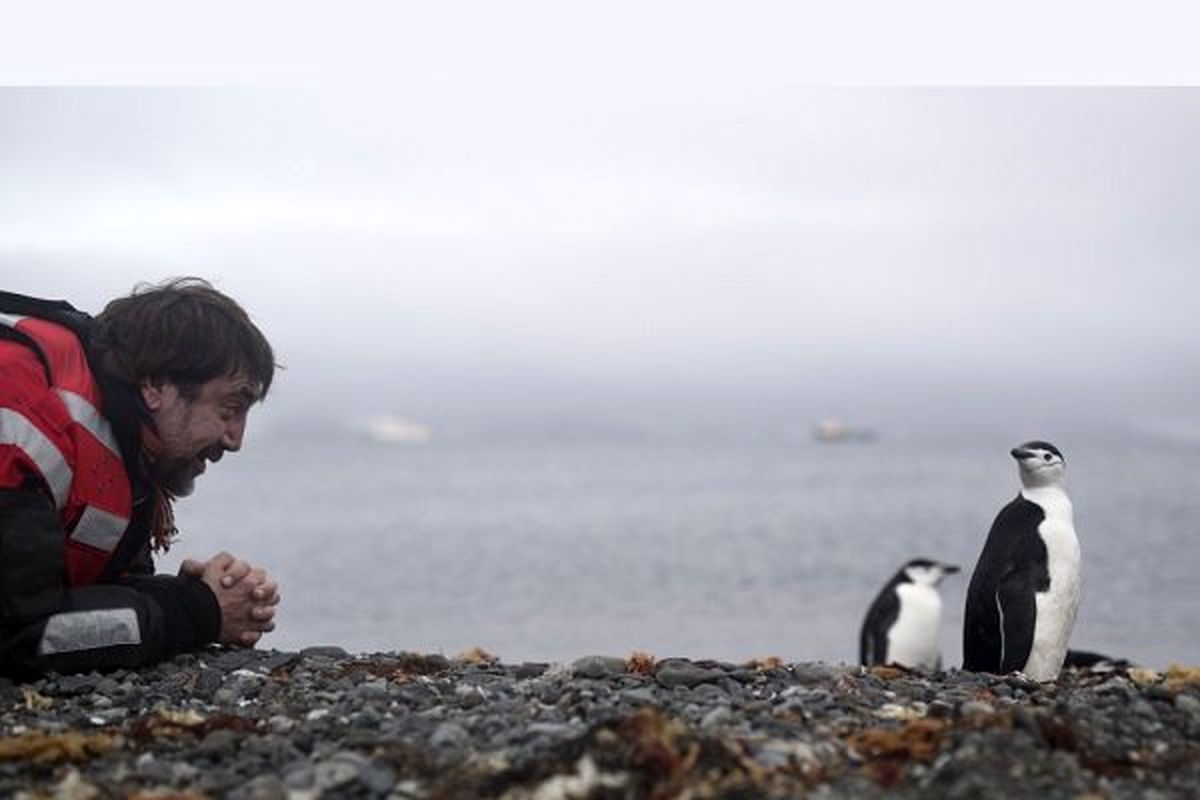 خاویر باردم پناهگاهش را پیدا کرد/ زندگی با پنگوئن‌ها