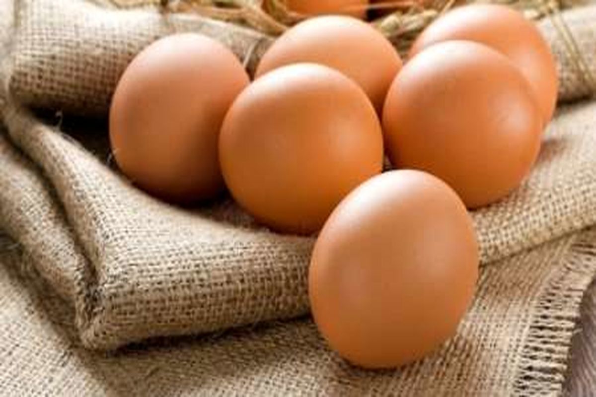 تولید ۹.۶ درصد تخم مرغ کشور در البرز