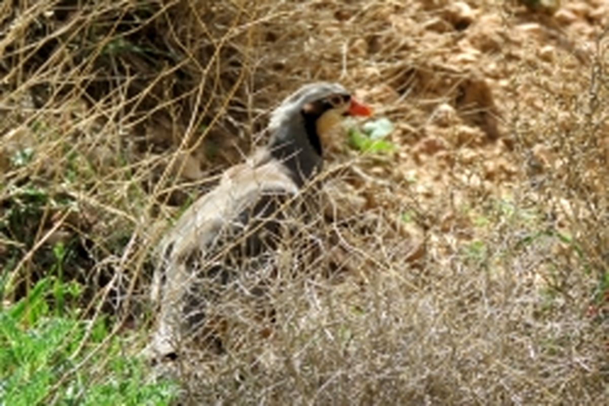 شکارچی متخلف کبک به دام افتاد