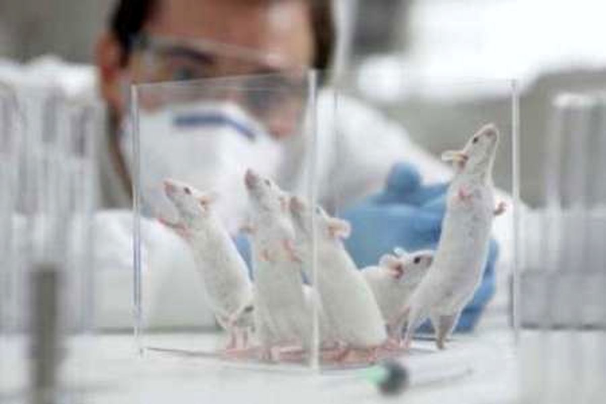 سالانه ۵۰ هزار سر حیوانات آزمایشگاهی در موسسه رازی تولید می شود