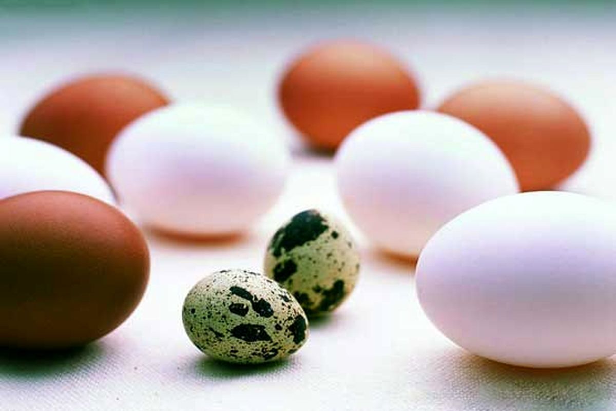 تخم کدام پرنده ارزش تغذیه ای بالاتری دارد؟