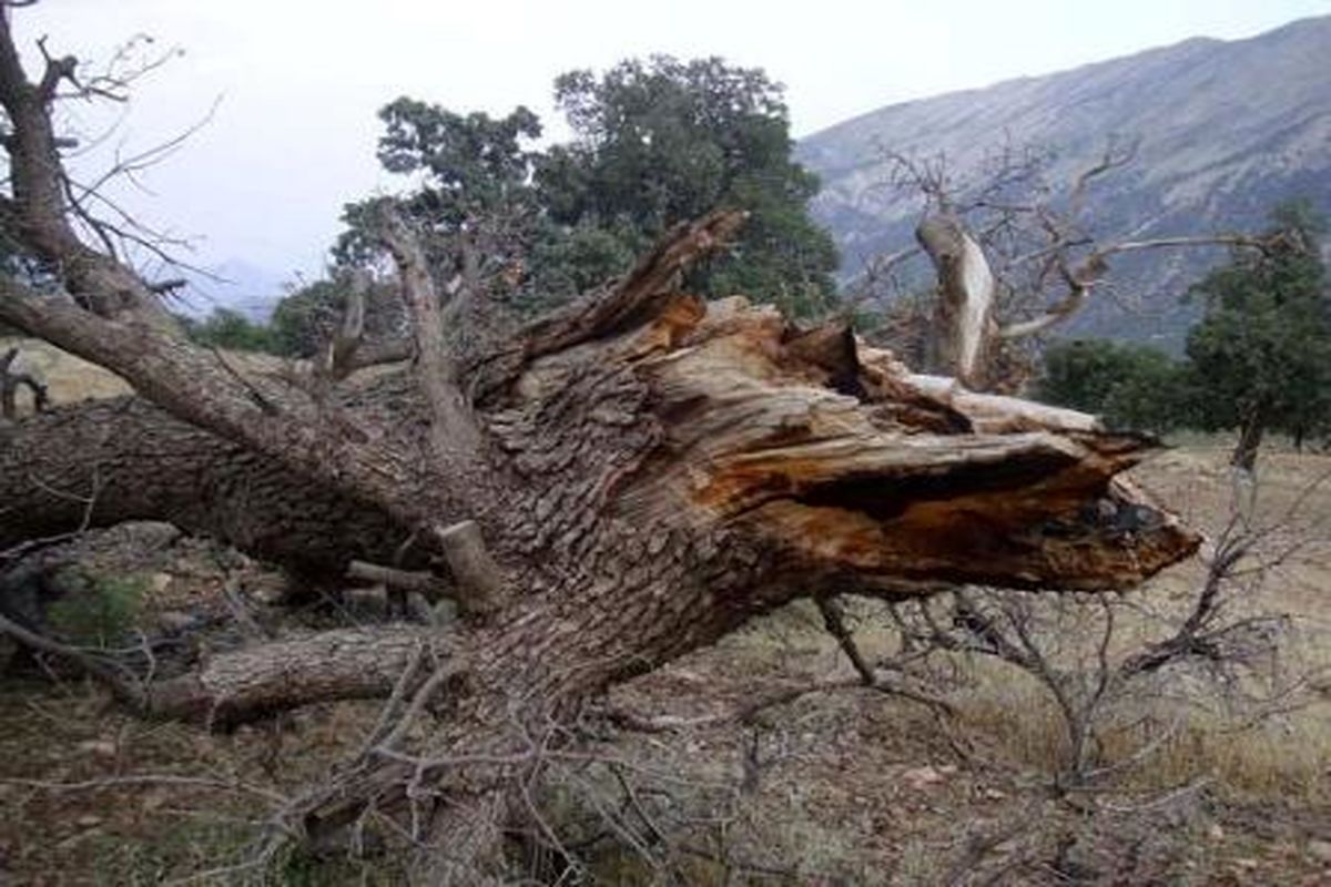 بروز آفات برگخوار بلوط در برخی مناطق استان