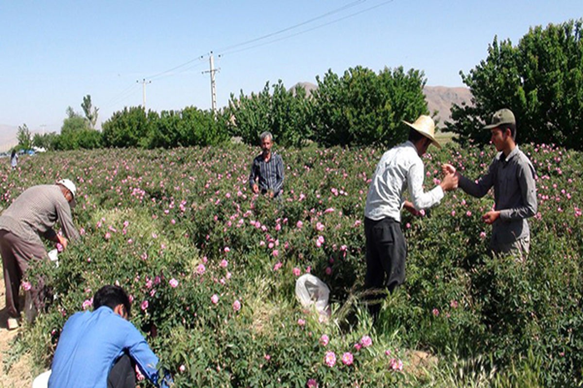 برداشت گل محمدی از سطح مزارع منطقه پروژه تعمیم ترسیب کربن محلات