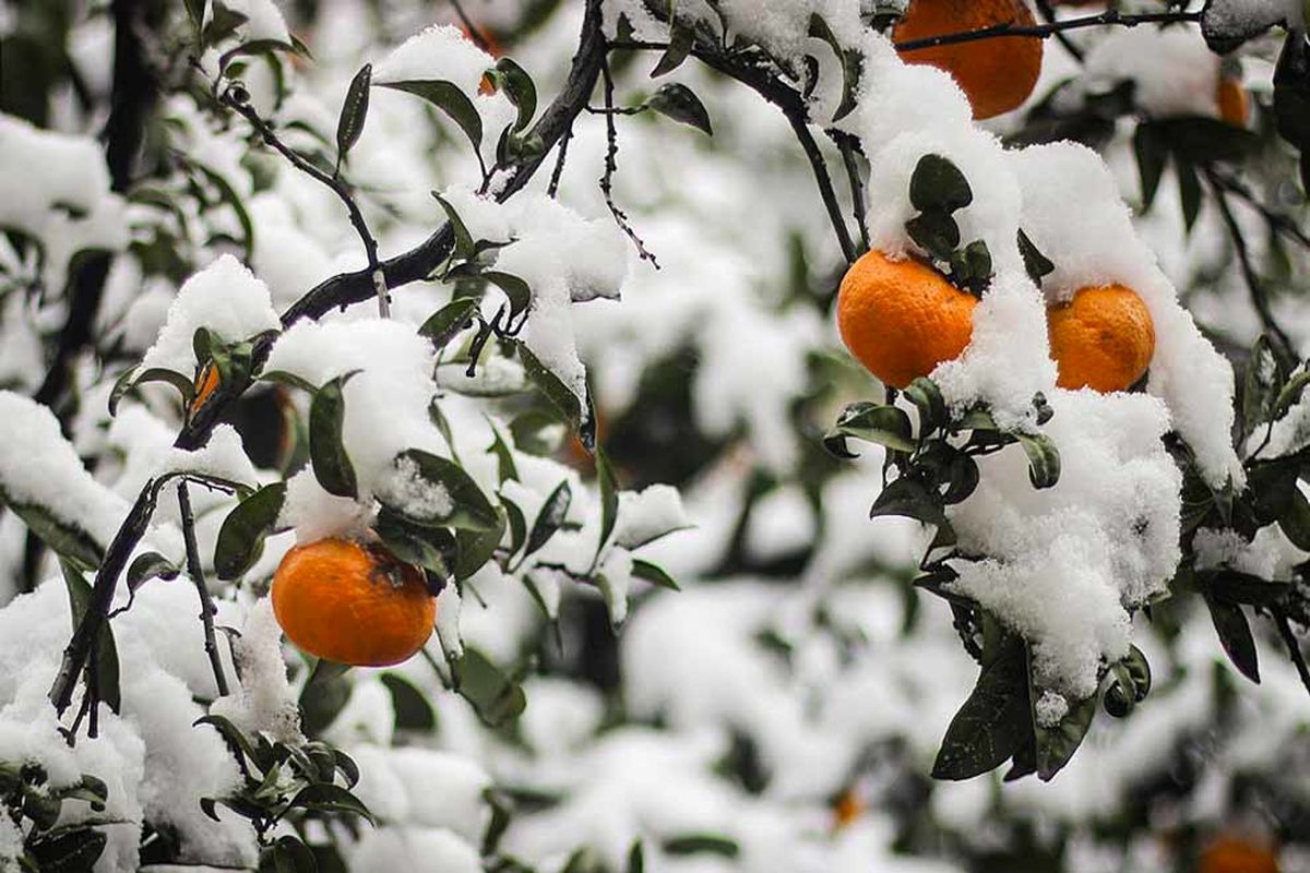 باغداران خسارت دیده در انتظار مساعدت بانک ها