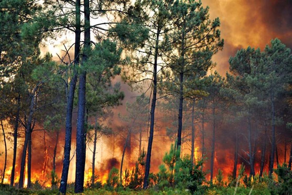 خطر آتش سوزی ، جنگل های گیلان را تهدید می کند مسافرین هوشیار باشند