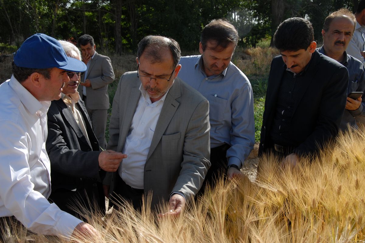 معاون امورعمرانی استاندار آذربایجان غربی از ارقام جدید گندم و جو تولیدی در مرکز تحقیقات کشاورزی میاندوآب بازدید کرد