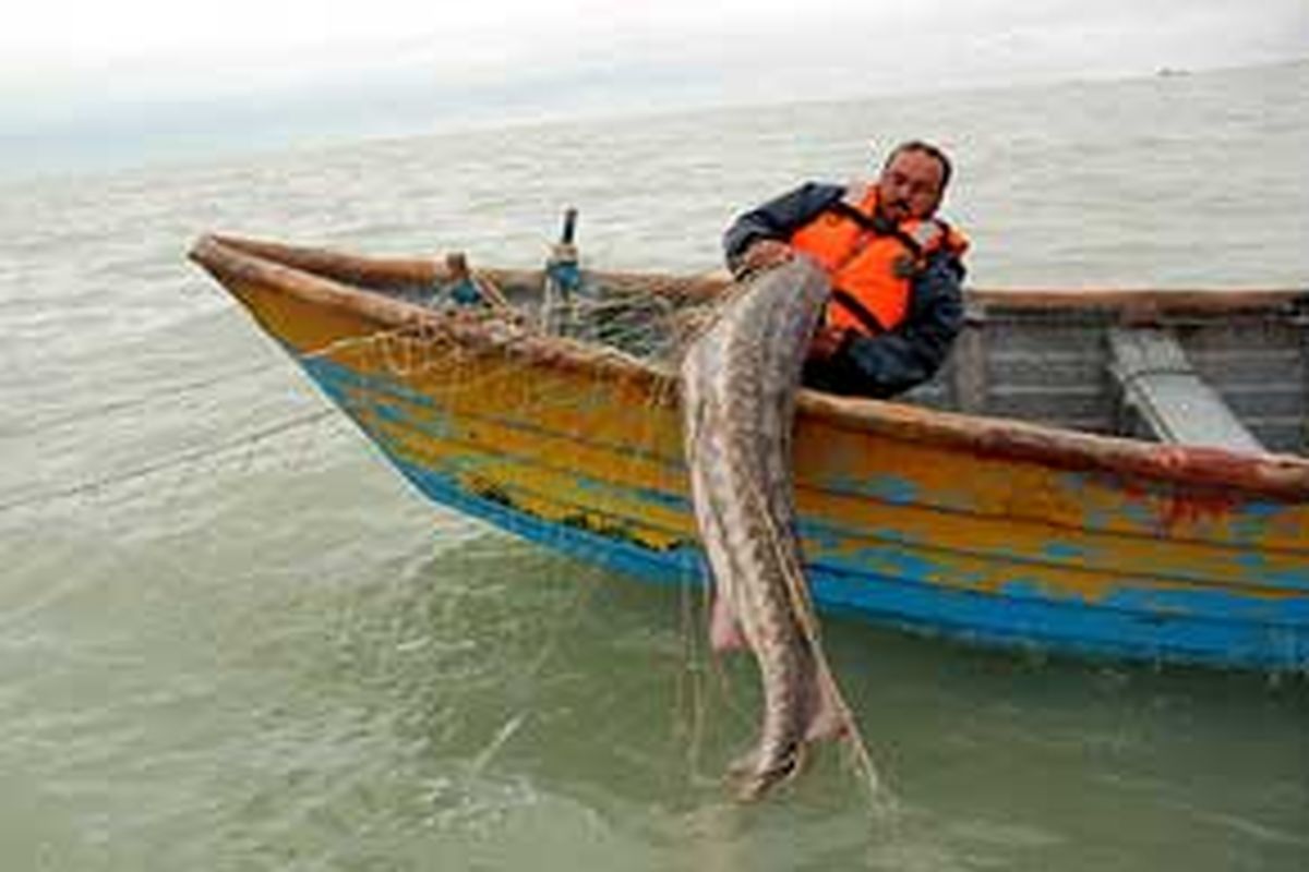 ممنوع شدن صید ماهیان خاویاری خزر