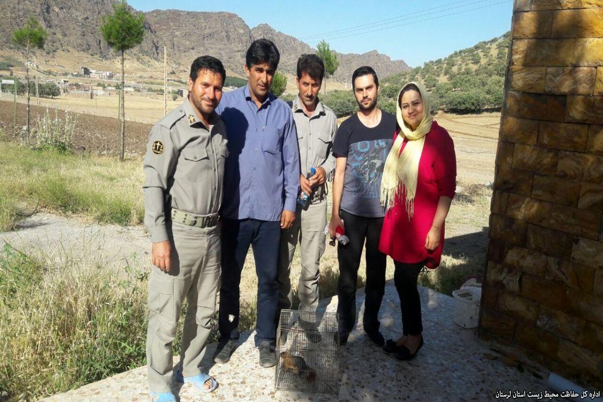 سنجاب اسیر به وسیله زوج تبریزی در خرم آباد رها شد