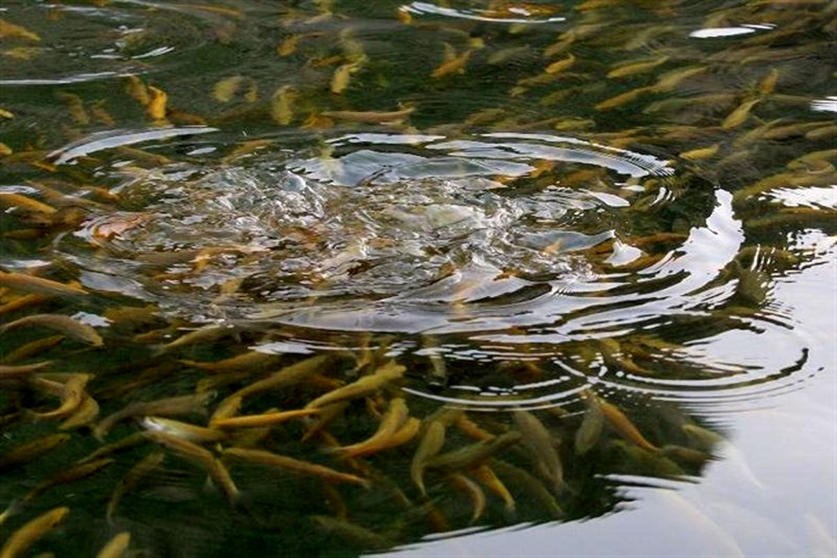 افزایش تولید ماهی سردآبی در استان