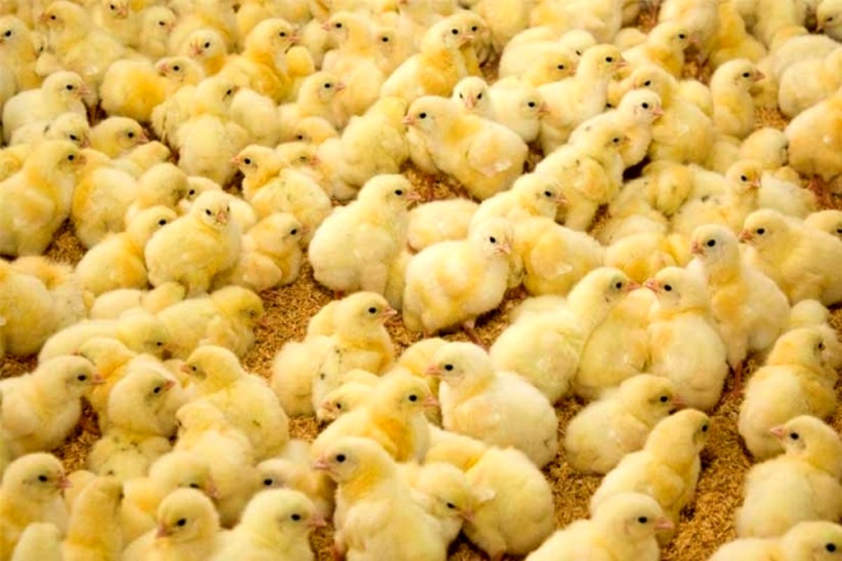 کاهش قیمت‌ مرغ تولیدی