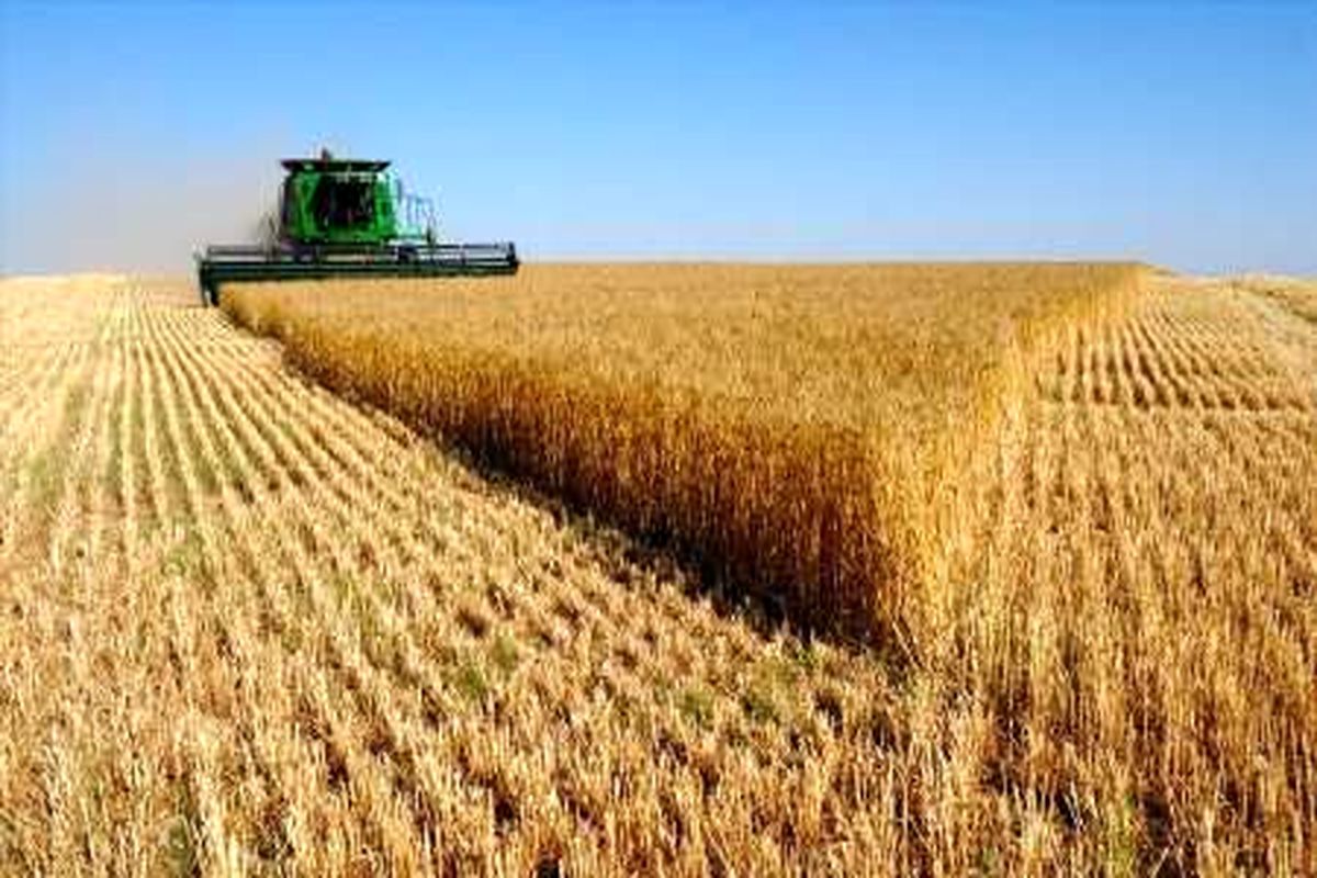۱۲۰ هزار تن گندم از مزارع شهرستان دهلران برداشت شد