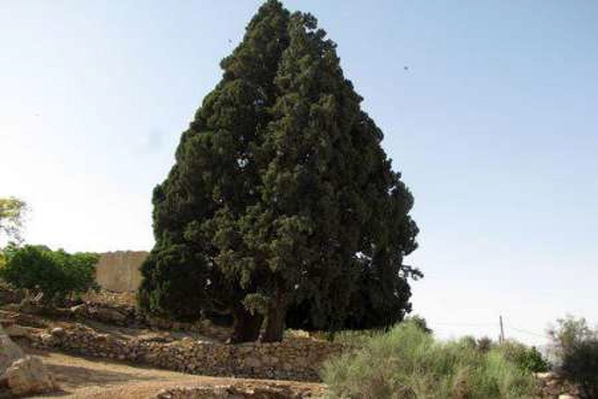 ثبت سرو۷۰۰ ساله شهرستان کازرون در فهرست میراث طبیعی کشور