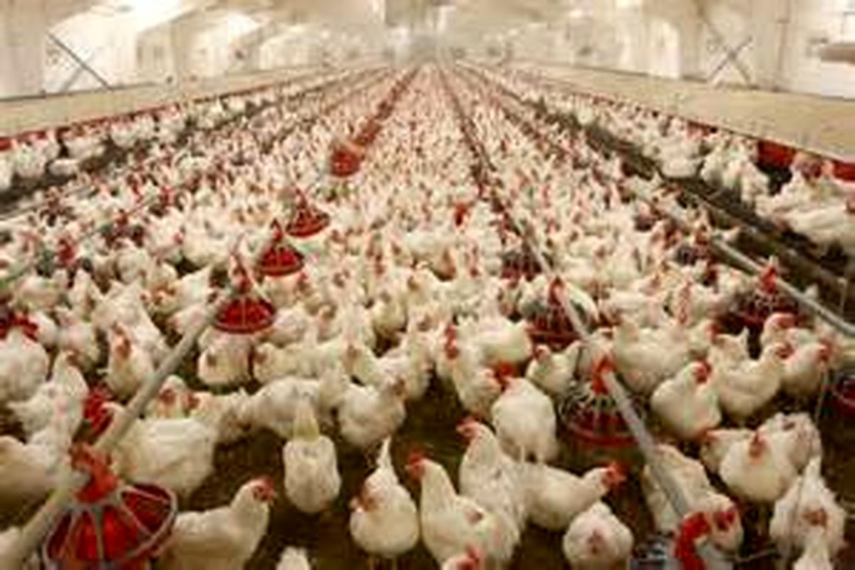 لزوم اختصاص یارانه صادراتی برای صادرات مرغ از سوی دولت
