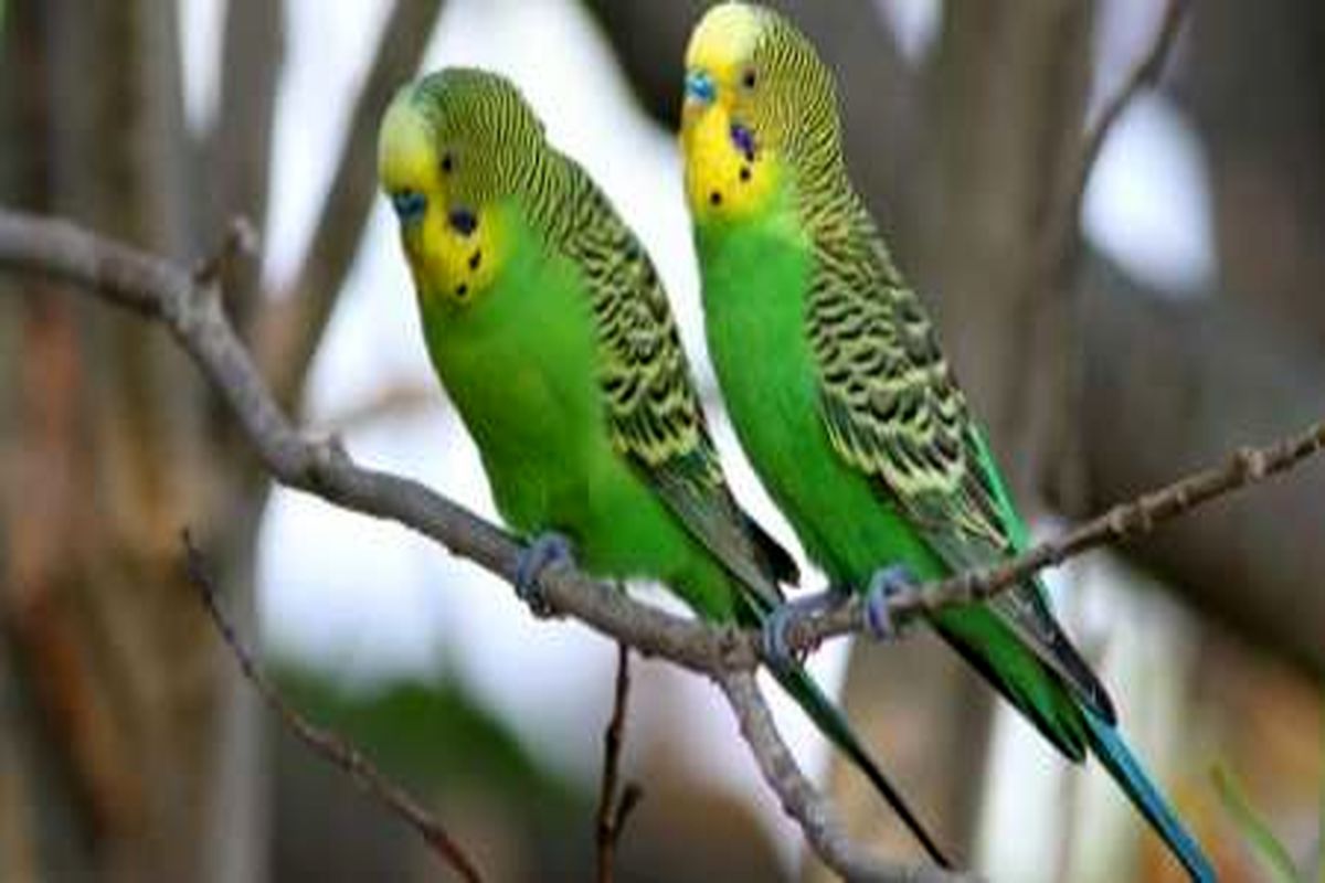 ۱۲۴ قطعه انواع پرنده قاچاق در ایرانشهر کشف شد
