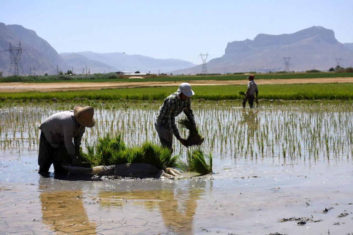 کاشت برنج در فارس تهدید جدی برای ساکنان سومین حرم اهل بیت(ع)