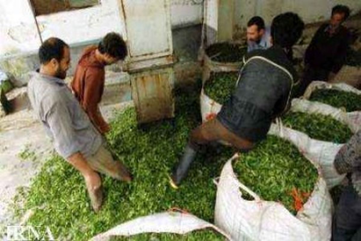 برداشت بیش از ۷۰ هزار تن برگ سبز چای در شمال کشور