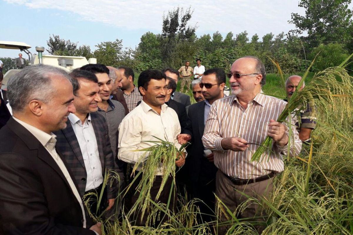 استاندار گیلان: برنجکاری اقتصادی شده است