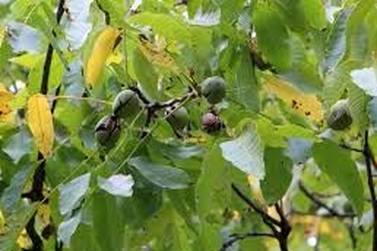 اجرای طرح ایمن سازی درختان گردو برابر سرما در خلخال