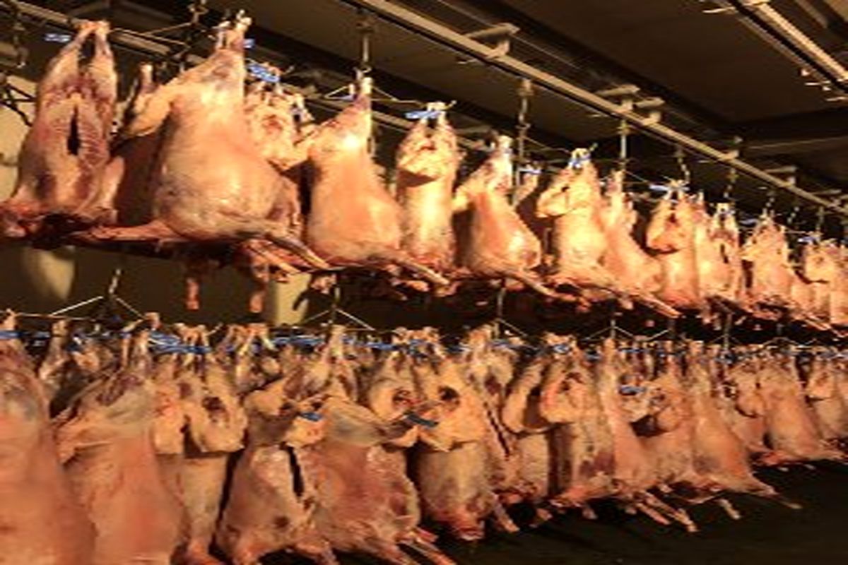 تولید بیش از ۳۲ هزار تن گوشت مرغ درکشتارگاه های طیور