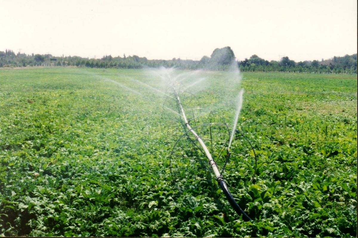 تجهیز ۵۸ درصد از زمین های کشاورزی هرمزگان به سیستم آبیاری نوین