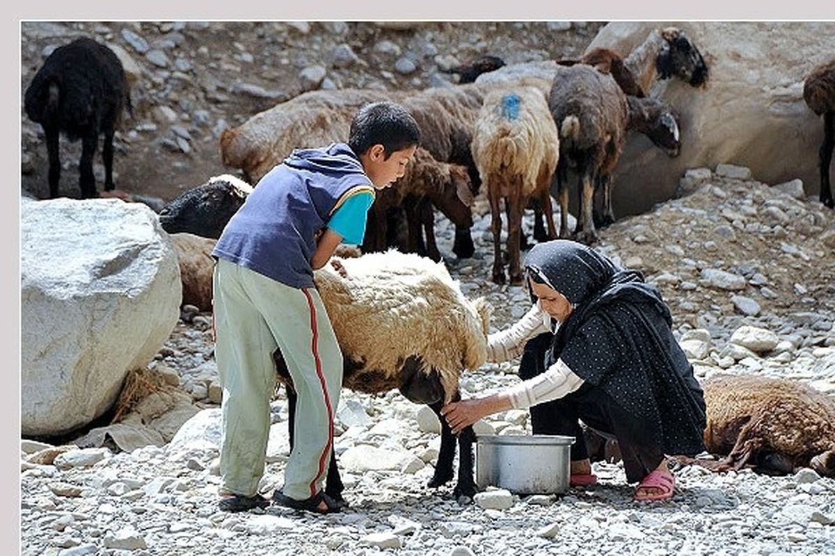 شیر تولیدی عشایر اردبیل به نام استان‌های دیگر وارد بازار می‌شود